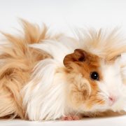cavia